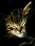 pic for cat asleep